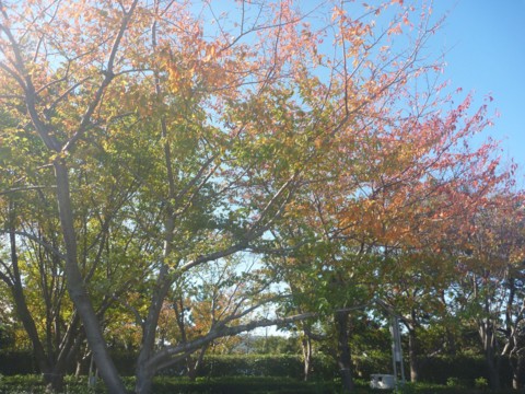 f:id:ardarim:20121118101352j:image