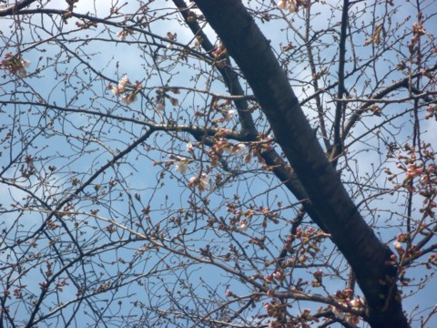 f:id:ardarim:20130317134217j:image