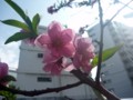 蒲田八幡神社