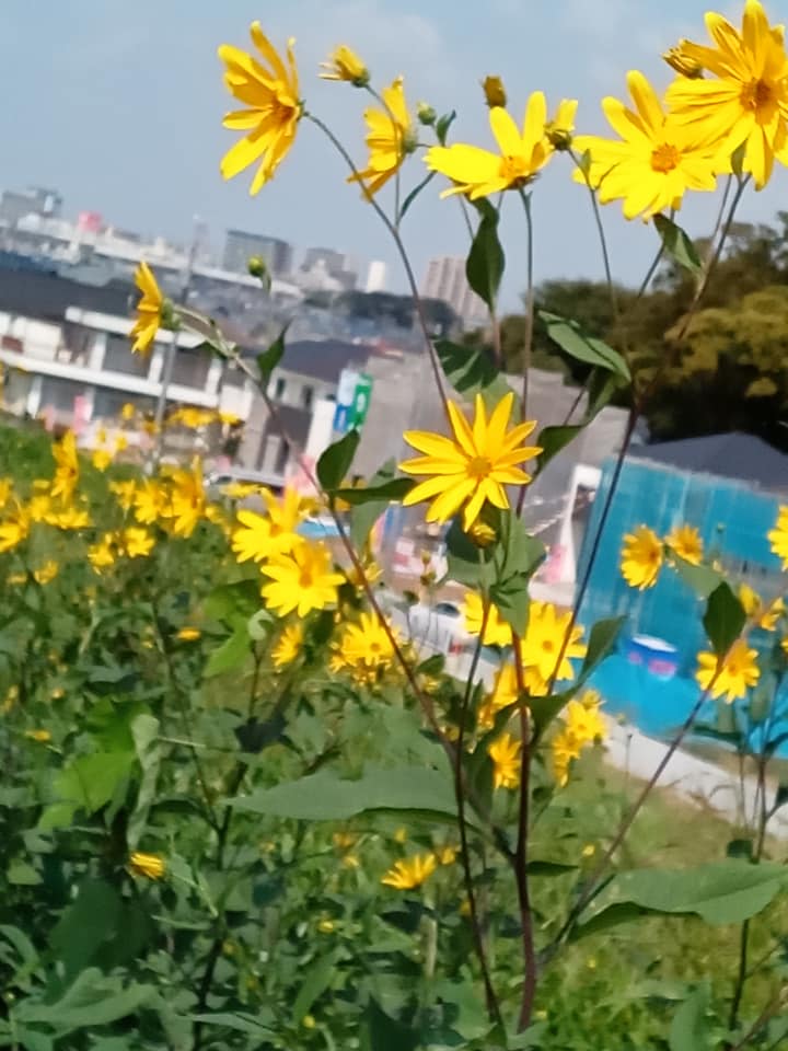 f:id:ardigobhoys:20210917215809j:plain