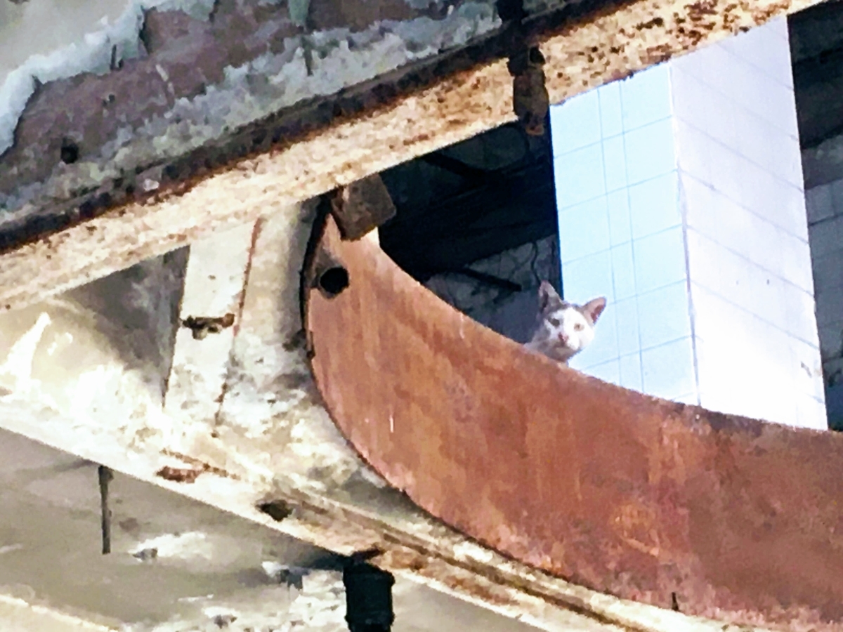 f:id:arditomiko:20201117150652j:plain