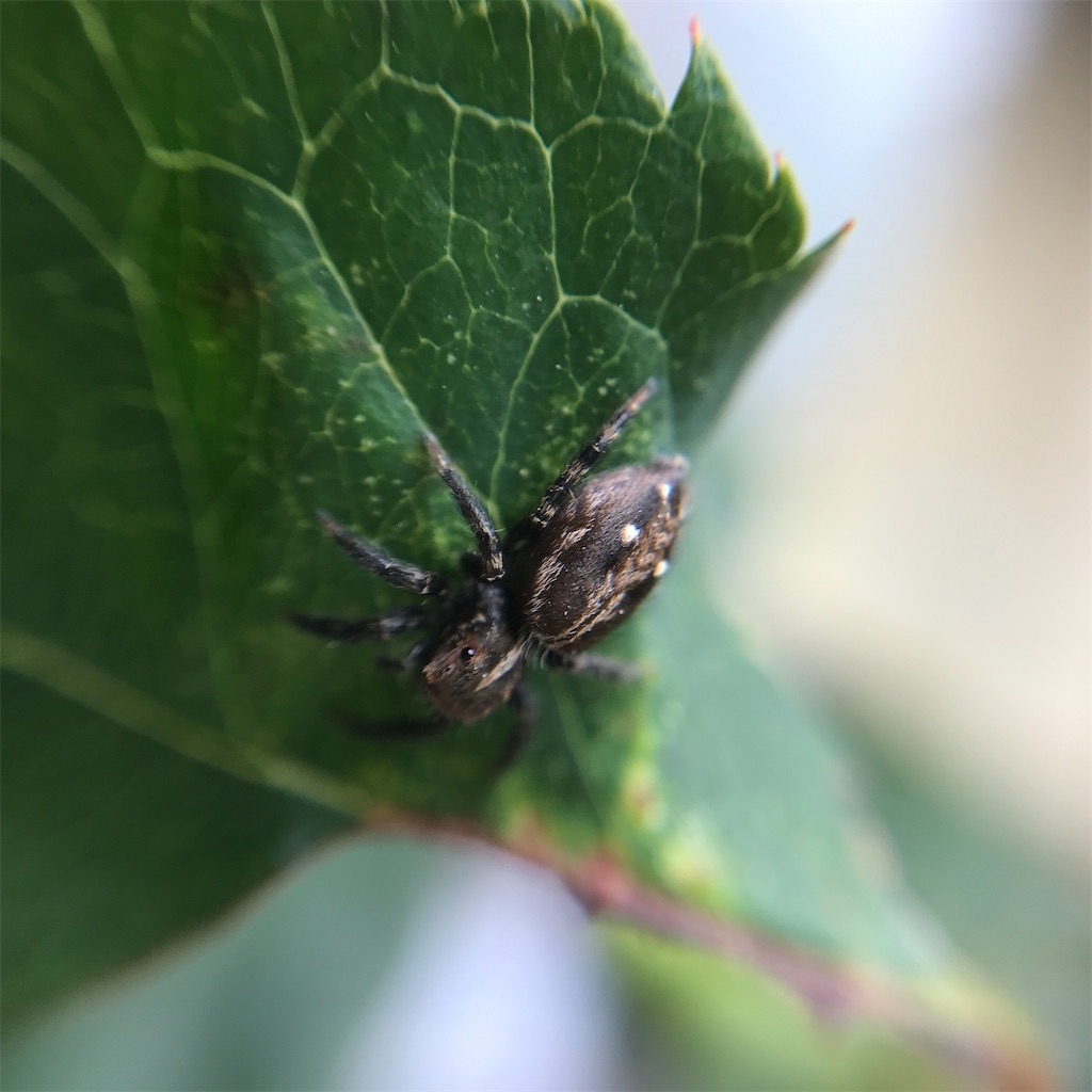 チャスジハエトリ あれこれ研究所
