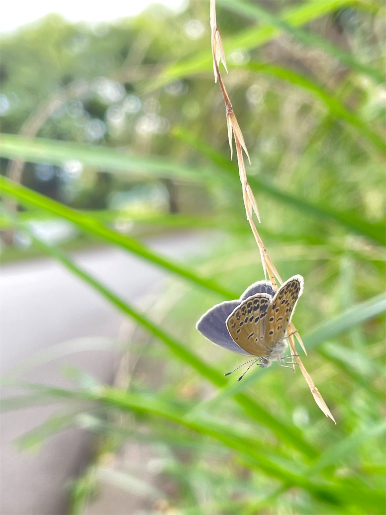 f:id:arekoreken:20231003111159j:image