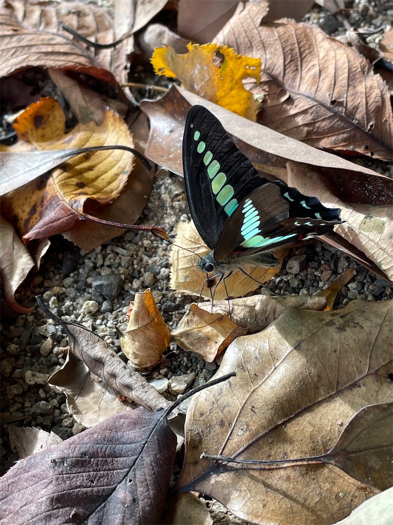 f:id:arekoreken:20231003173721j:image f:id:arekoreken:20231003173721j:image