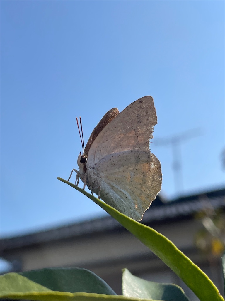 f:id:arekoreken:20231122131452j:image