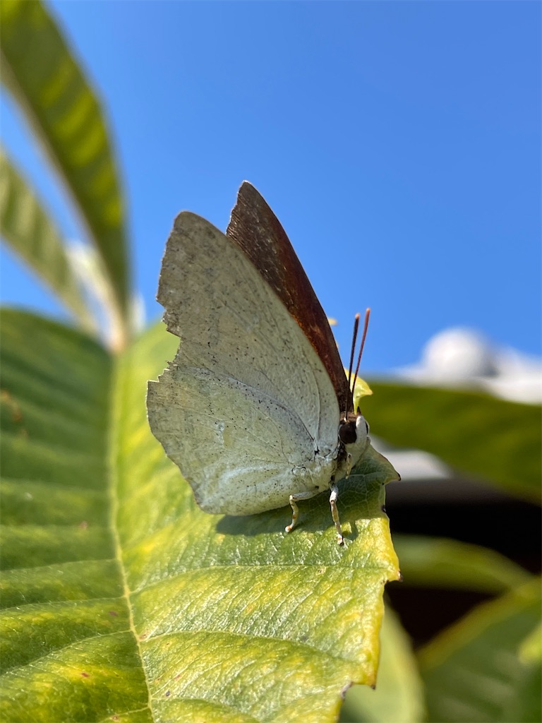 f:id:arekoreken:20231122131459j:image