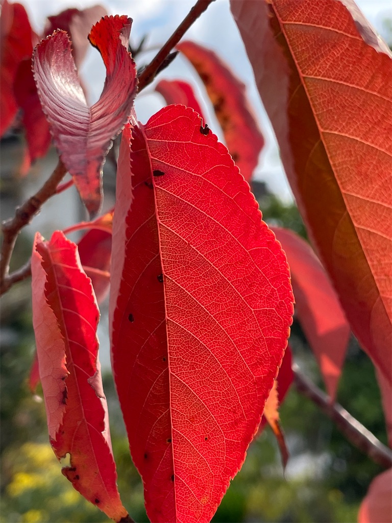 f:id:arekoreken:20231123131849j:image