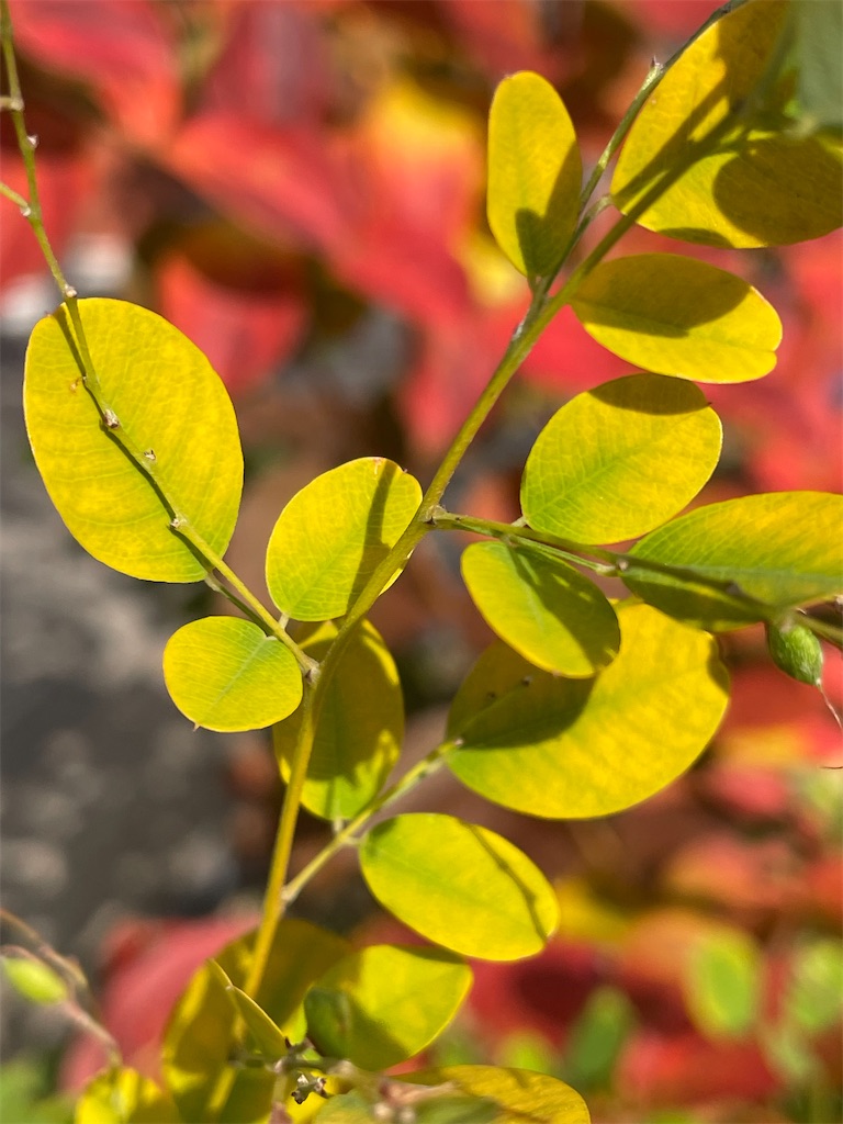 f:id:arekoreken:20231123131900j:image