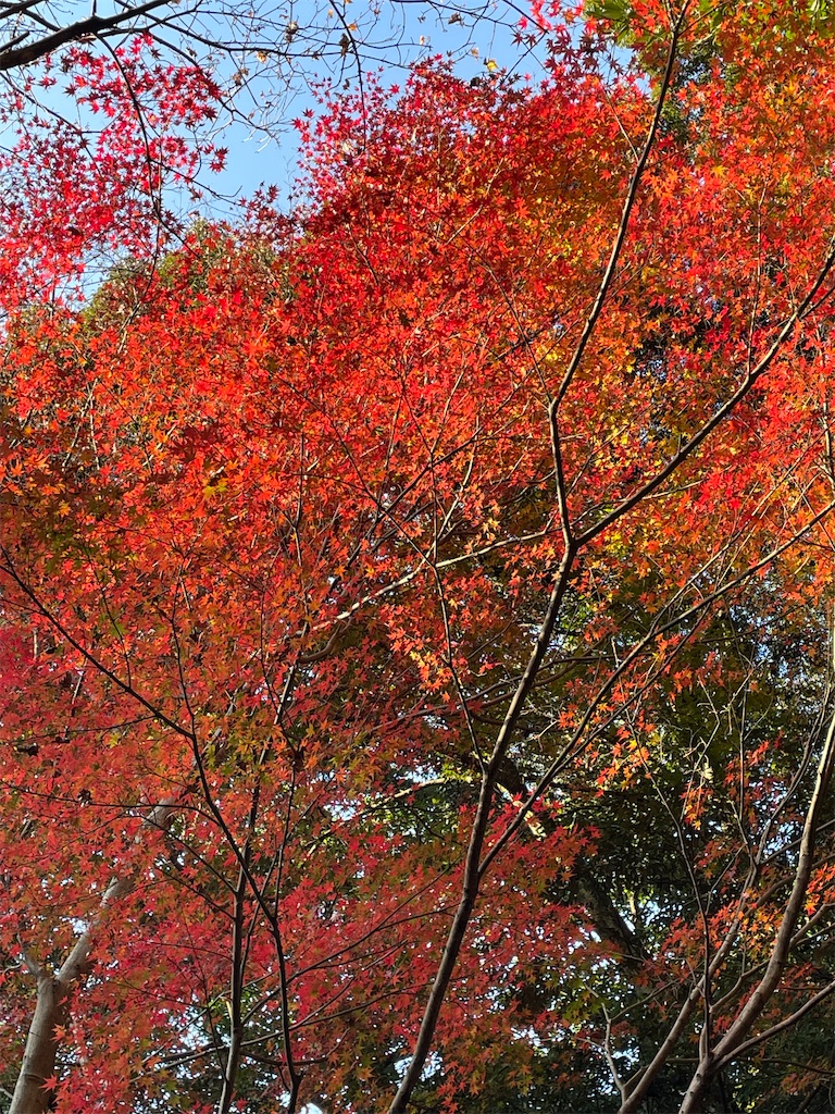 f:id:arekoreken:20231123194732j:image