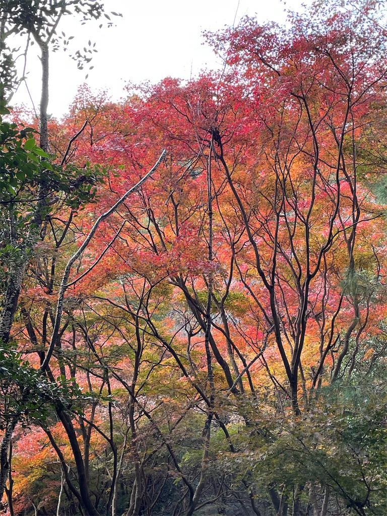 f:id:arekoreken:20231123195246j:image