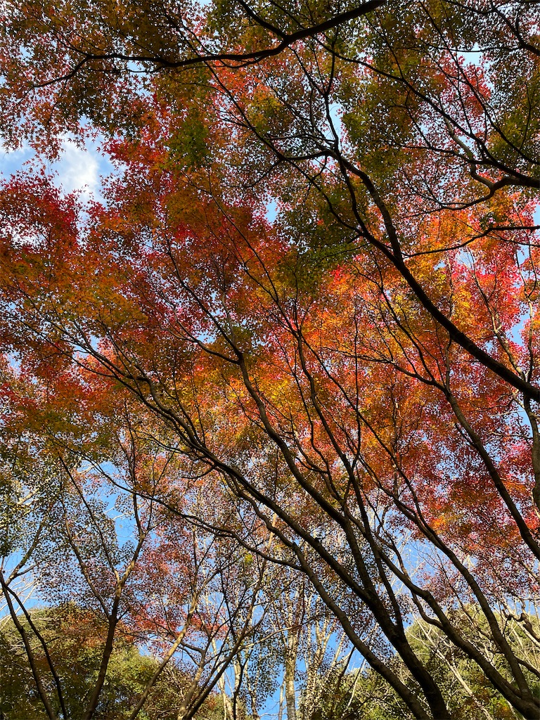 f:id:arekoreken:20231123195250j:image