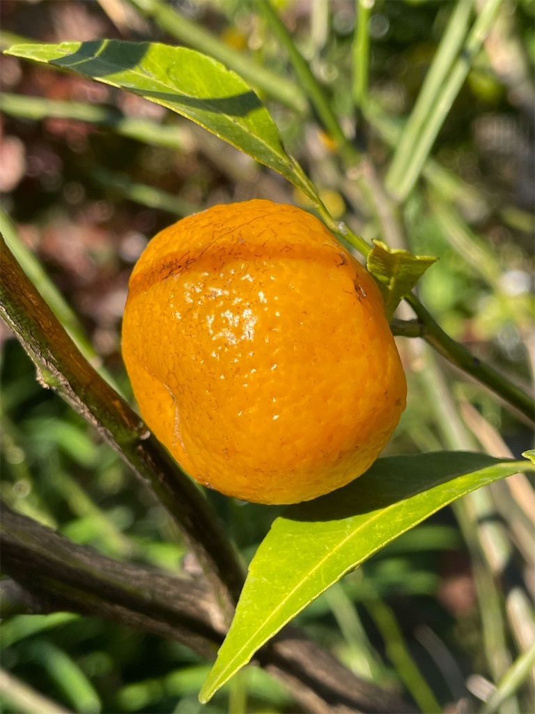 f:id:arekoreken:20231202141919j:image