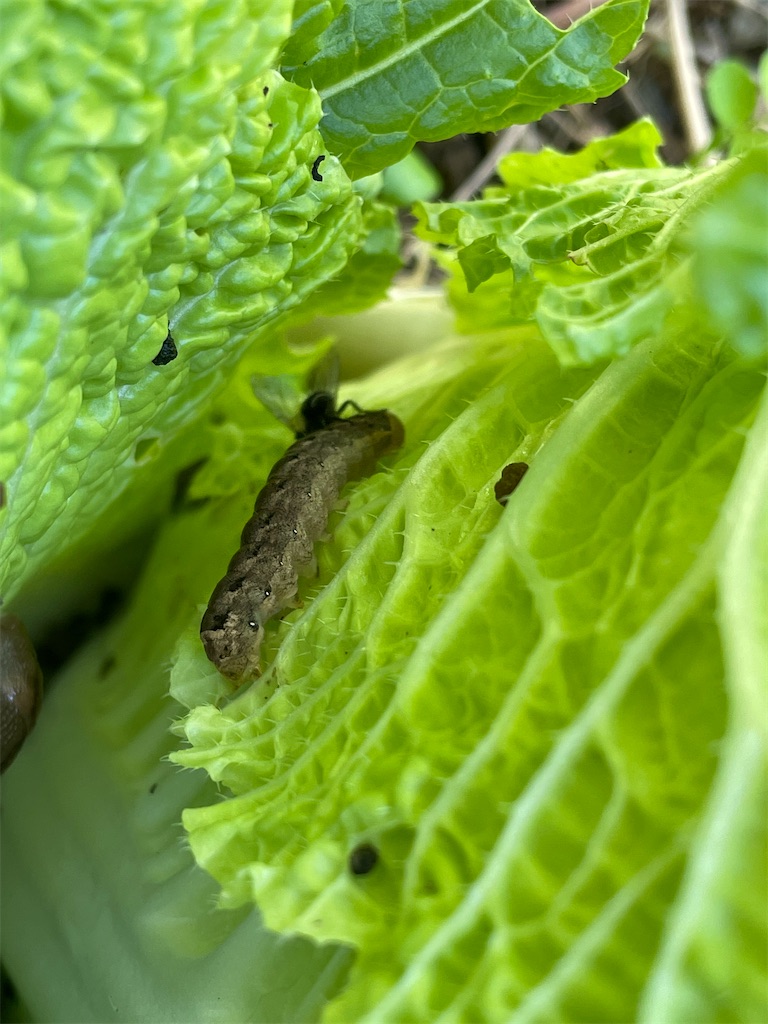 f:id:arekoreken:20231229224124j:image