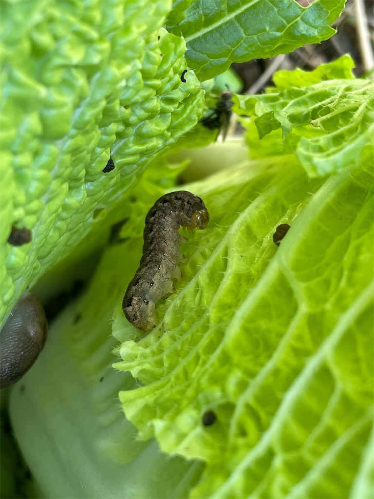 f:id:arekoreken:20231229224130j:image