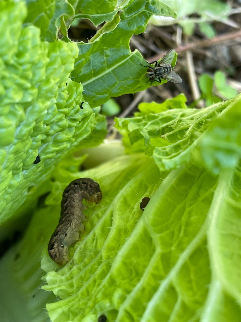 f:id:arekoreken:20231229224133j:image