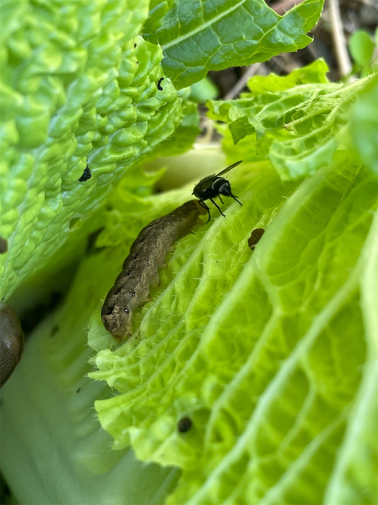 f:id:arekoreken:20231229224136j:image