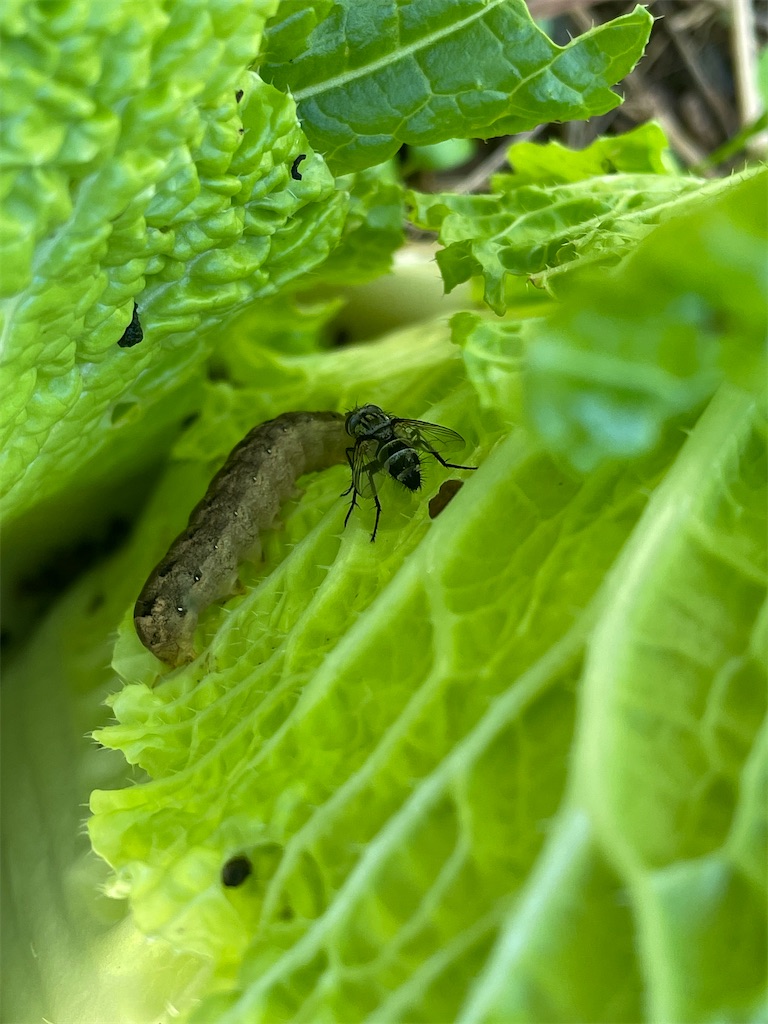 f:id:arekoreken:20231229224139j:image