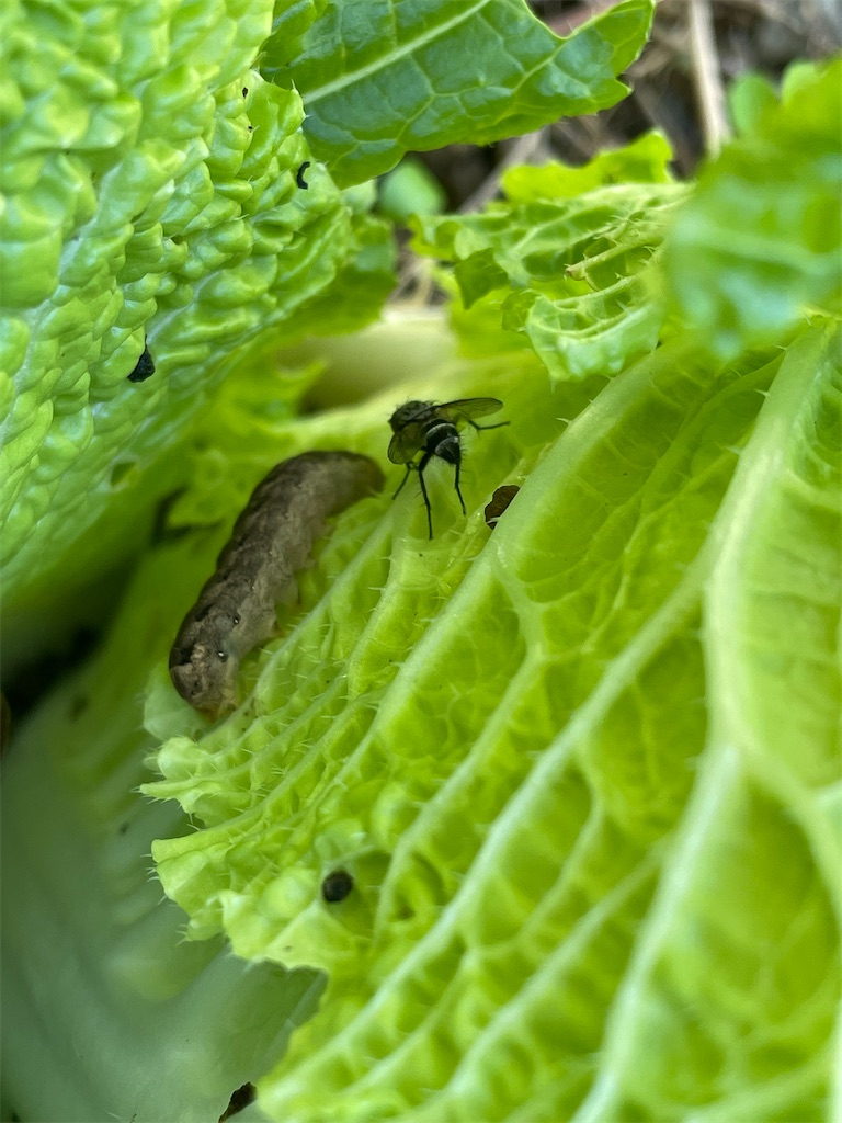 f:id:arekoreken:20231229224143j:image