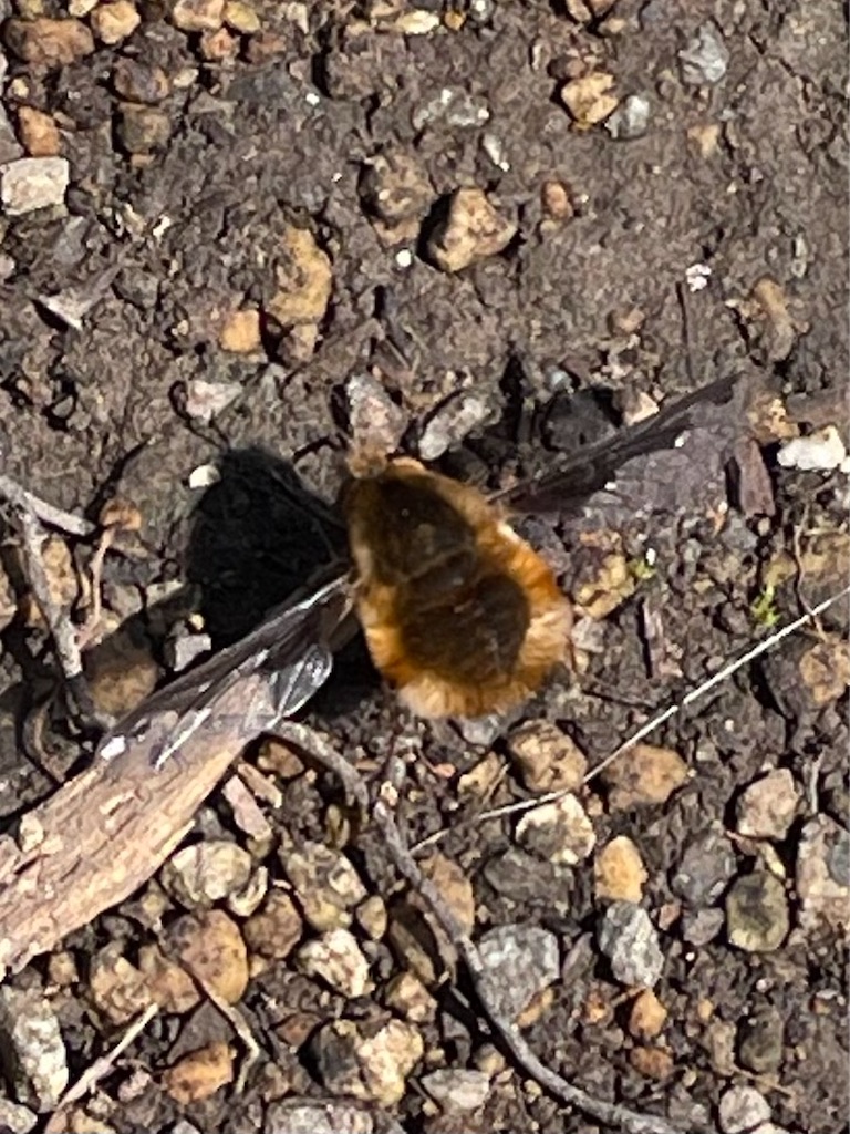 f:id:arekoreken:20240314131412j:image