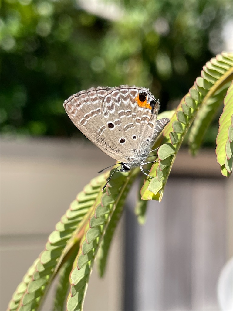 f:id:arekoreken:20240902112520j:image