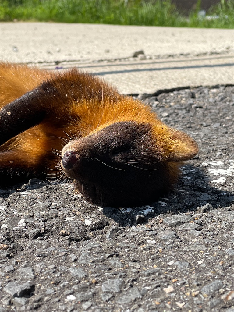 f:id:arekoreken:20240902164012j:image