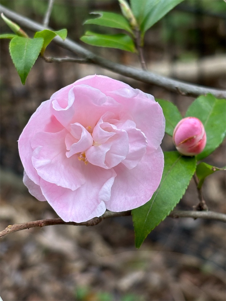 f:id:arekoreken:20250314231829j:image