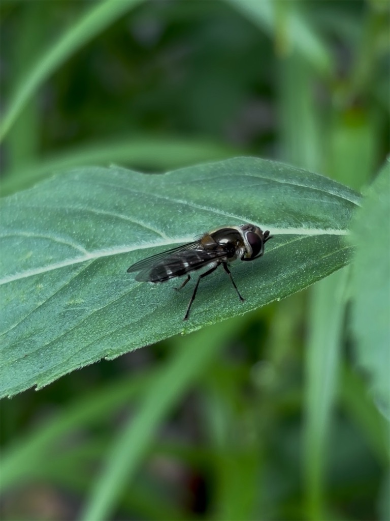 f:id:arekoreken:20250603222250j:image