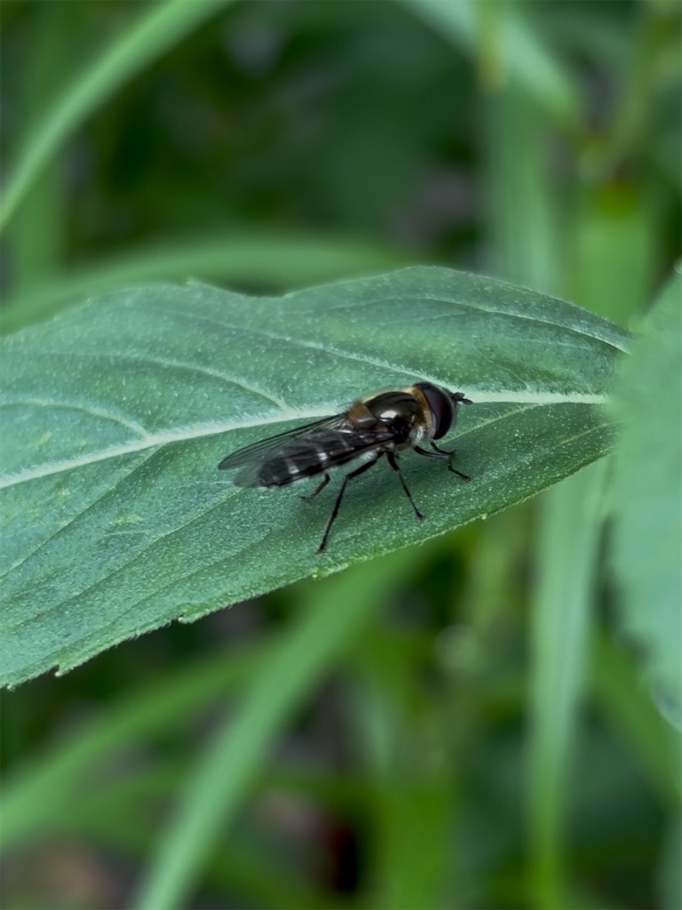 f:id:arekoreken:20250603222253j:image