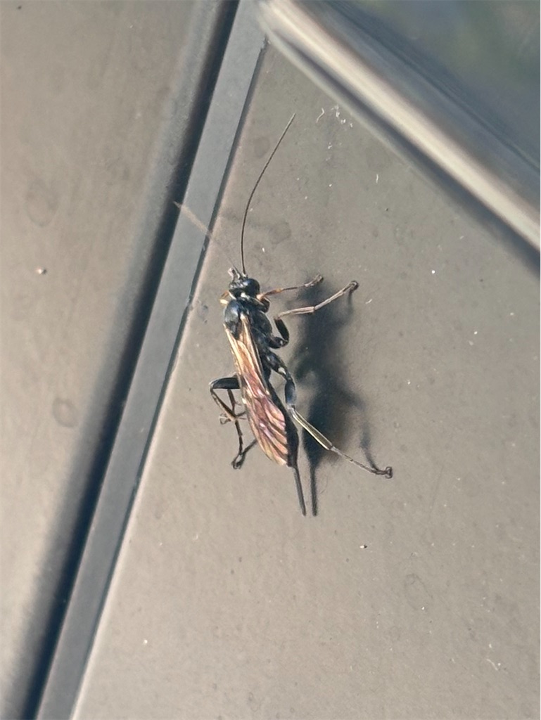 f:id:arekoreken:20260116203756j:image