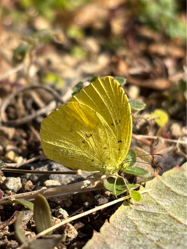 f:id:arekoreken:20260116205349j:image