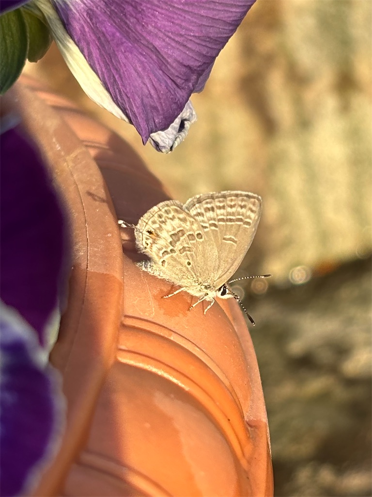 f:id:arekoreken:20260117200729j:image