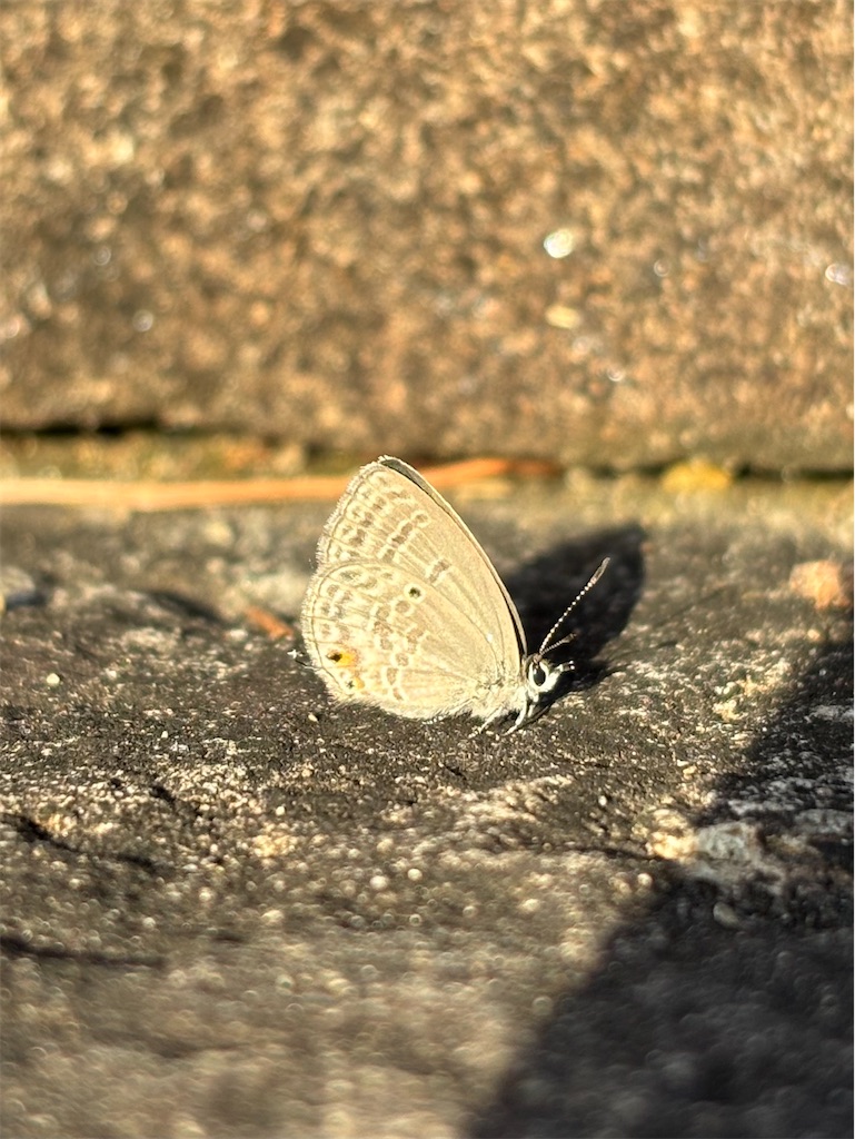 f:id:arekoreken:20260117200732j:image