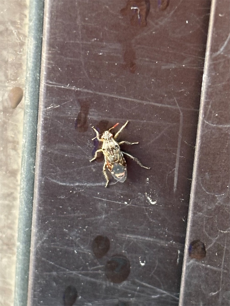 f:id:arekoreken:20260117203711j:image