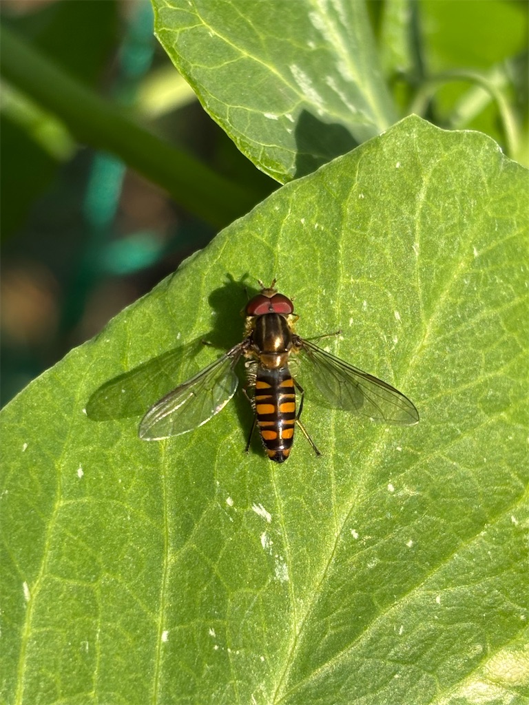 f:id:arekoreken:20260118173104j:image