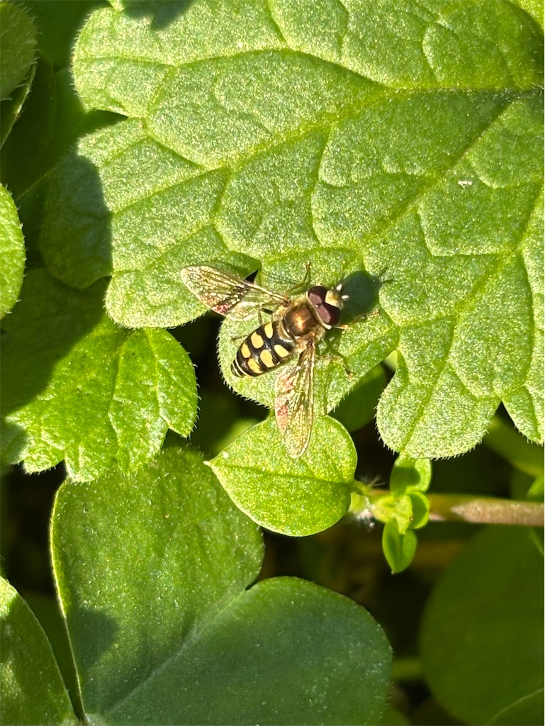 f:id:arekoreken:20260118182128j:image