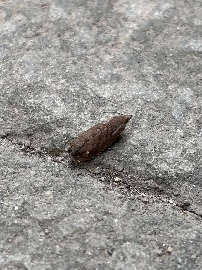 f:id:arekoreken:20260120190435j:image