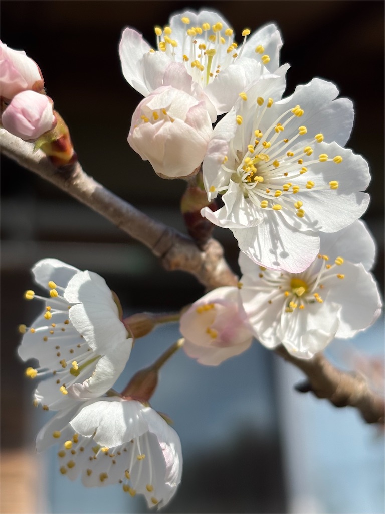 f:id:arekoreken:20260309231056j:image