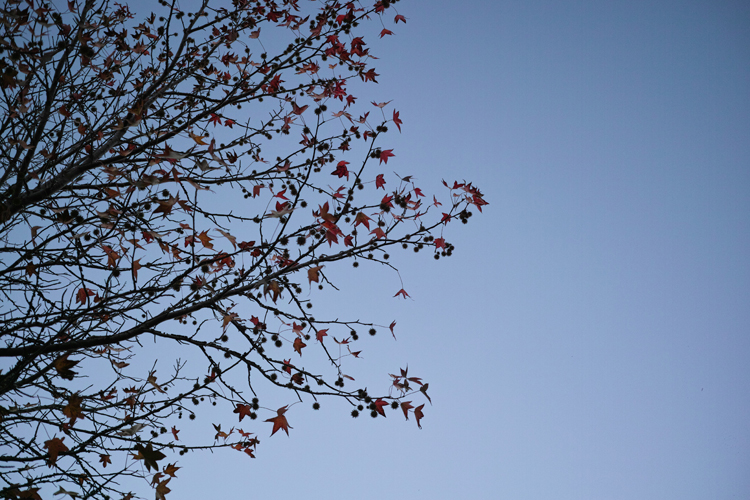 f:id:aremo-koremo:20141114104551j:plain