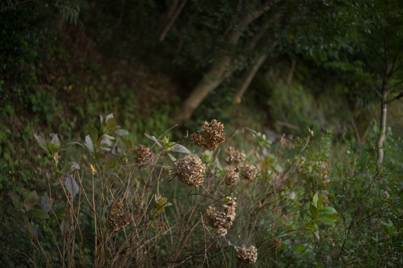 f:id:aremo-koremo:20151009153225j:plain