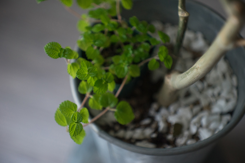 f:id:aremo-koremo:20151009171853j:plain