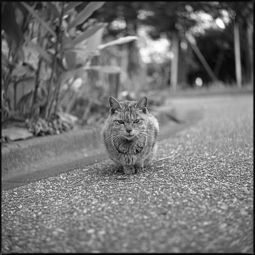 f:id:aremo-koremo:20151019173153j:plain f:id:aremo-koremo:20151019173153j:plain