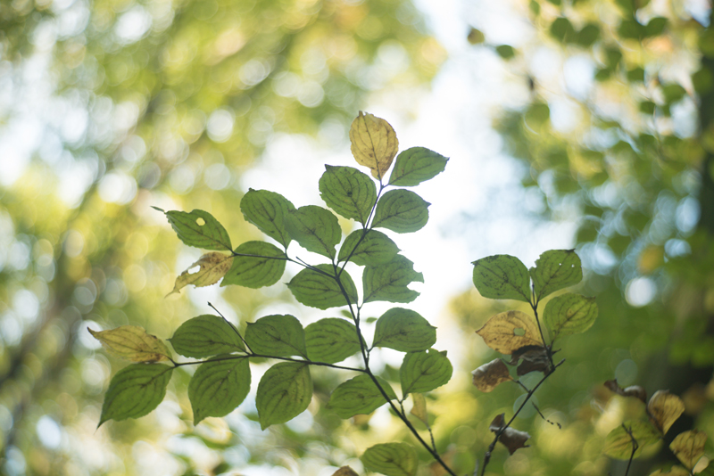 f:id:aremo-koremo:20151122173133j:plain