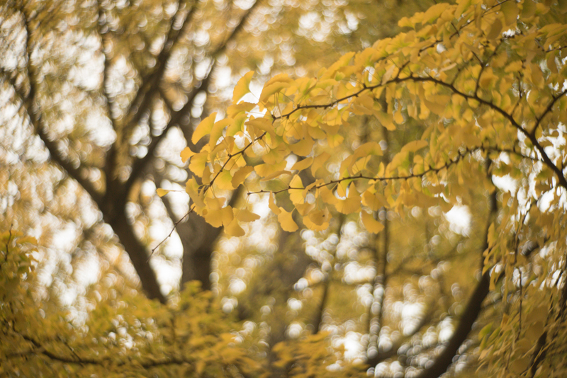 f:id:aremo-koremo:20151122173241j:plain