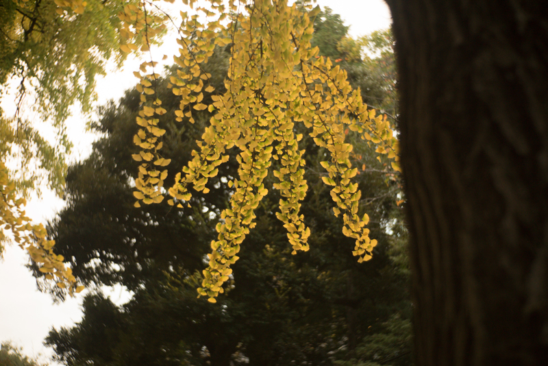 f:id:aremo-koremo:20151122173325j:plain