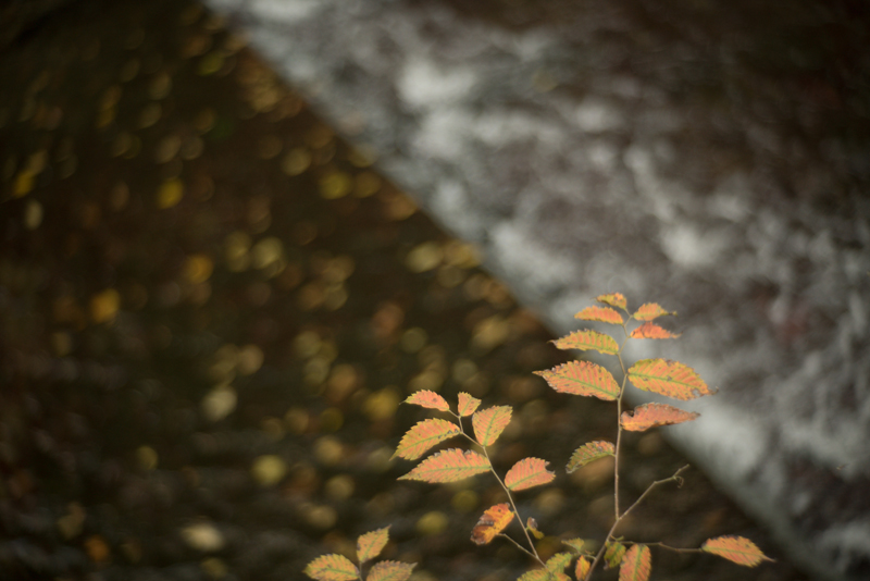 f:id:aremo-koremo:20151122173542j:plain