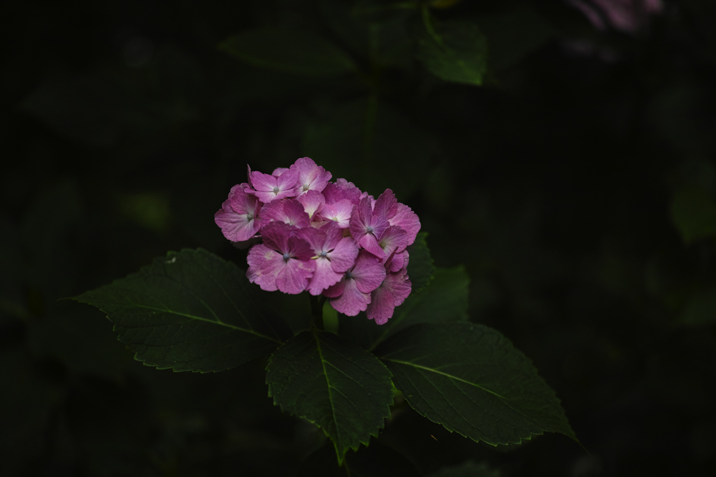 f:id:aremo-koremo:20160621175106j:plain f:id:aremo-koremo:20160621175106j:plain
