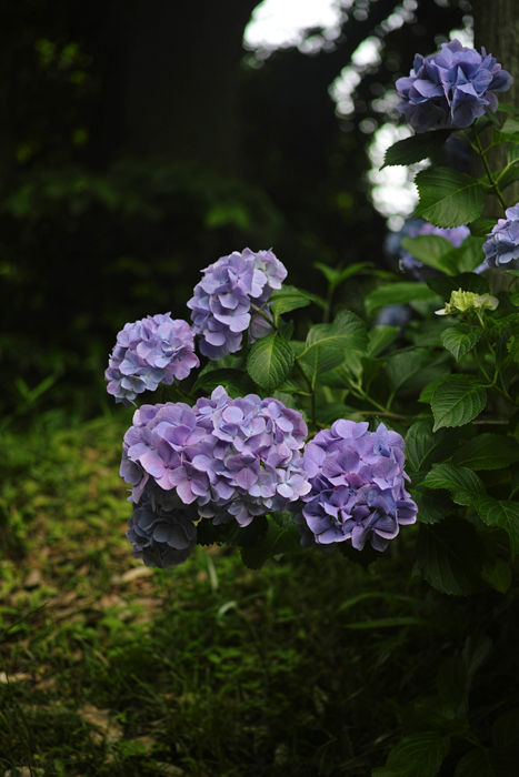 f:id:aremo-koremo:20160621175441j:plain f:id:aremo-koremo:20160621175441j:plain