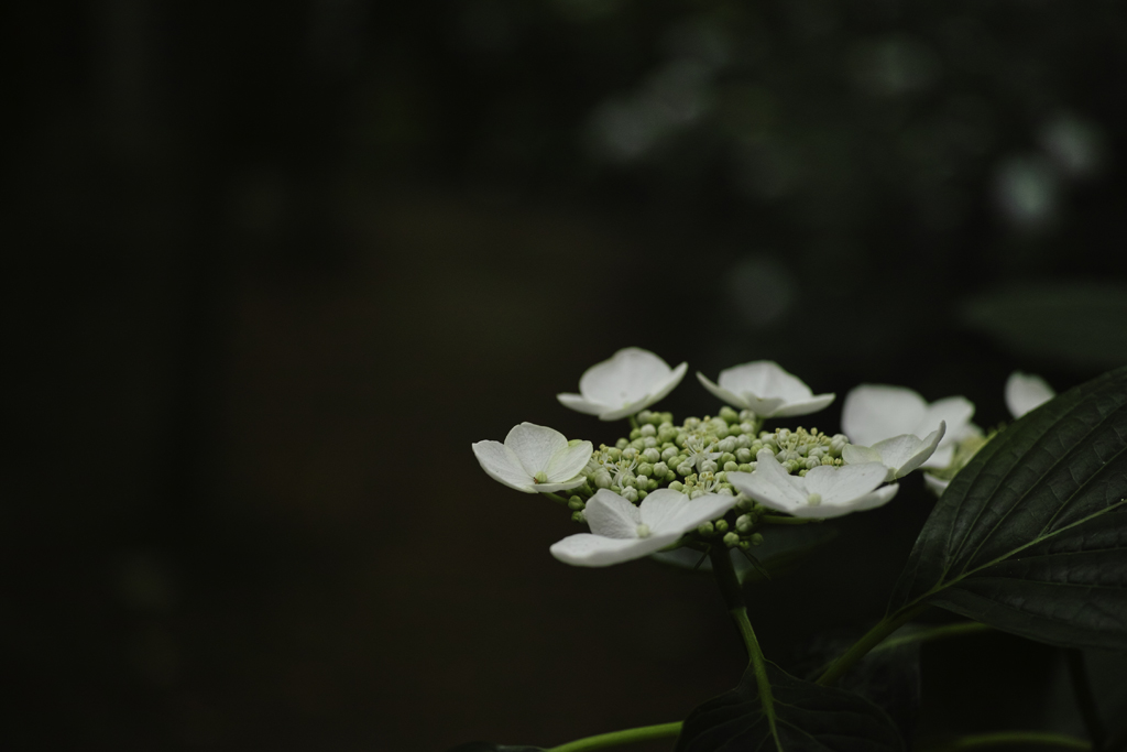 f:id:aremo-koremo:20160621175531j:plain f:id:aremo-koremo:20160621175531j:plain