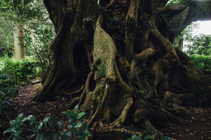 f:id:aremo-koremo:20160708225210j:plain f:id:aremo-koremo:20160708225210j:plain