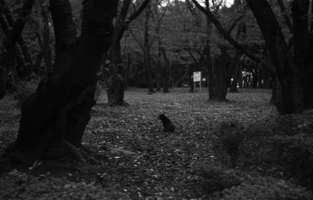 f:id:aremo-koremo:20161107161842j:plain